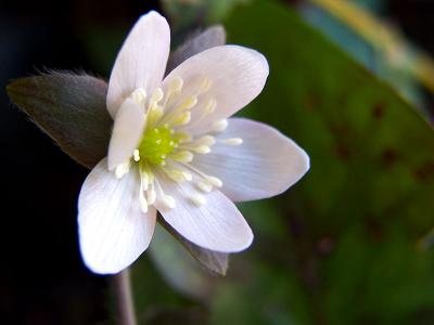 Spring Flower