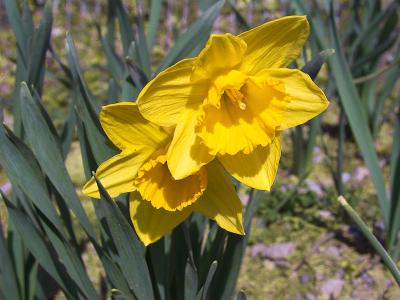 Daffodils