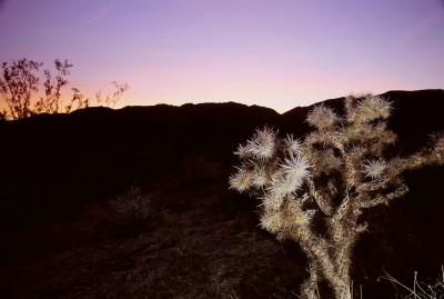 Dawn at Joshua Tree