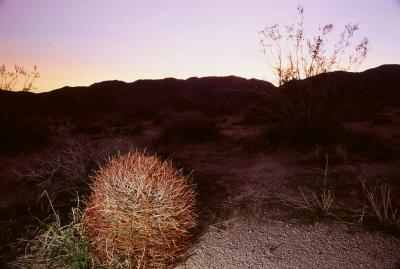 Dawn and barrel cactus