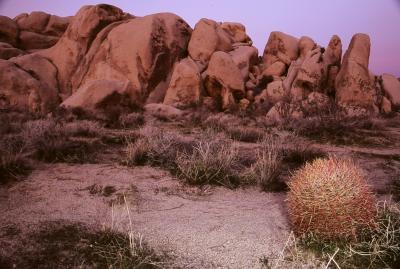 Joshua tree dawn