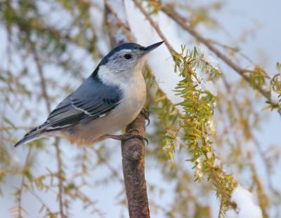 u42/ladymacro/medium/39650027.DR2211050254Nuthatch.jpg