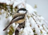 Chickadee During Snow Storm