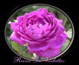 Reine de Violettes