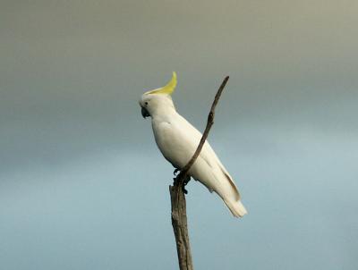 One Cockatoo