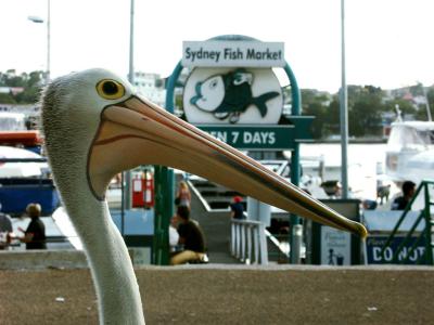 Well-fed pelican