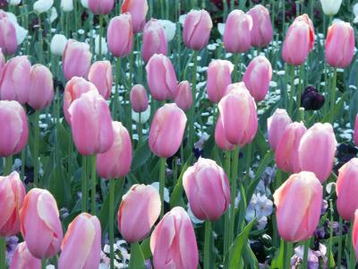 More experienced tulips