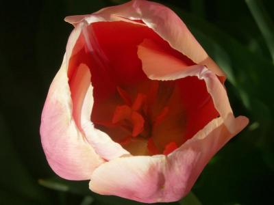 Coy tulip