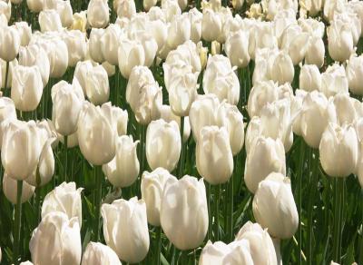 Virginal tulips