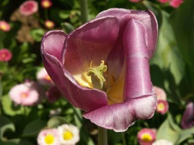 Overdressed tulip