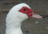 Head duck, Glenbrook