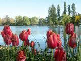 Tulips with a view