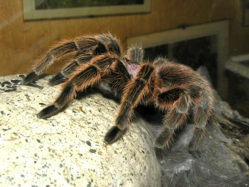 spider