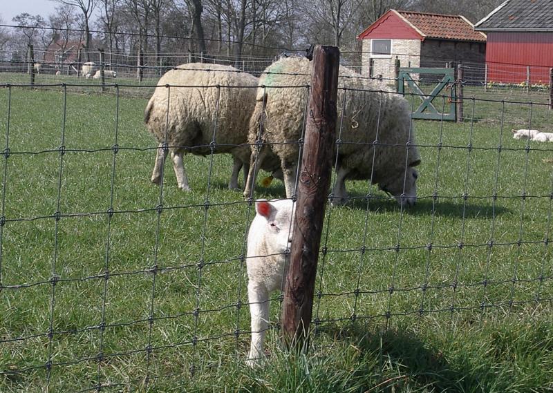 lamb