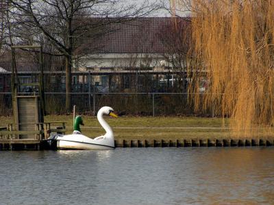 Giant Swan and Duck