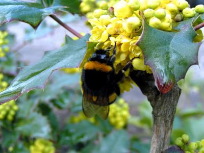 Bumblebee having lunch