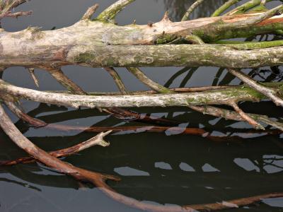 Intertwined Reflection