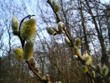 Willow catkin