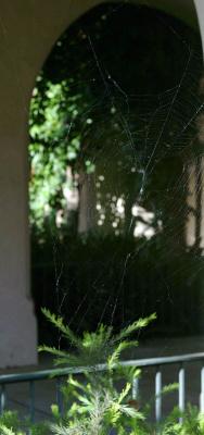 Web, Balboa Park