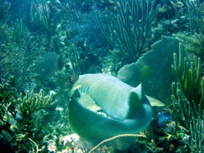 Ocean Diving