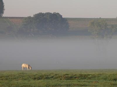 Vache dans la brume