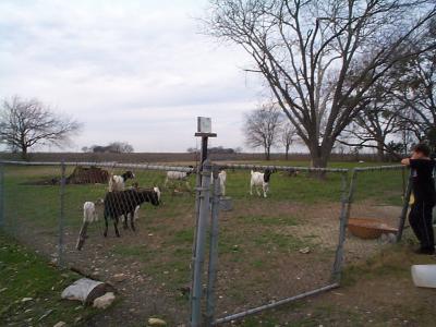 Picture showing our back 1/2 acre during escrow (goats were previous owner's).  This 1/4 of our property is separately fenced.