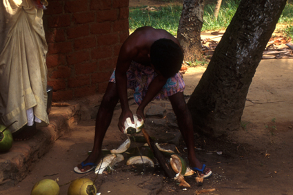 backwaterIN1232_coconuts.jpg