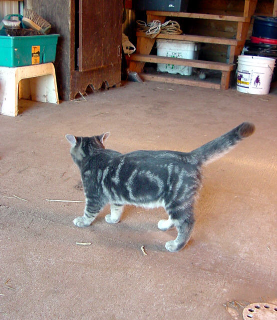 stubby legs