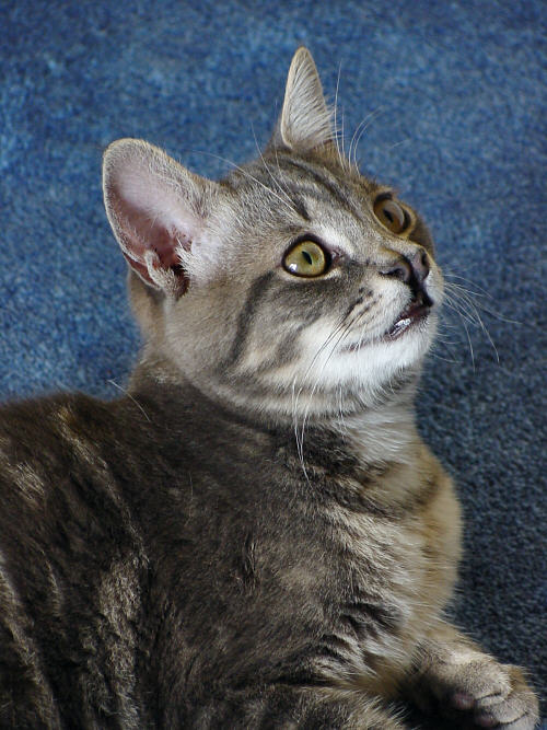 profile of bugs