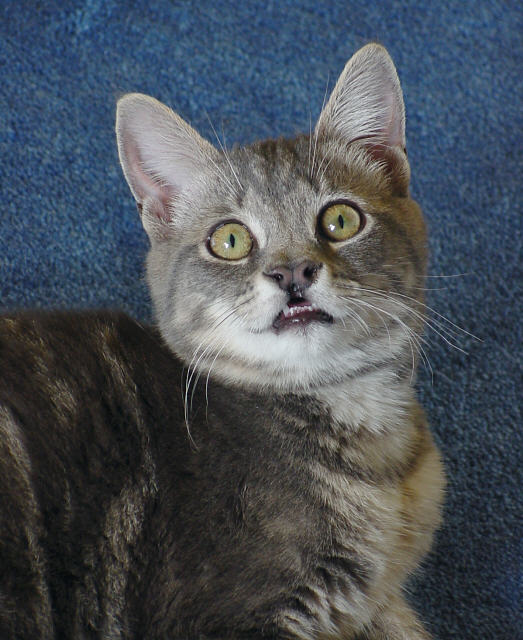 portrait of bugs