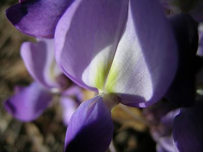 Wisteria Blossom