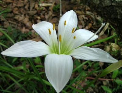 Lily, Atamasco (Easter)