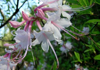Azalea, Pinxter Flower (Wild Pink Azalea)