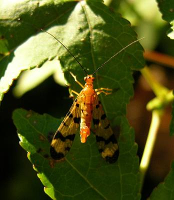 Scorpionfly