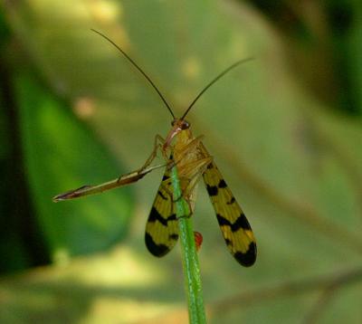 Scorpionfly