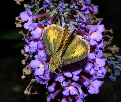 Whirlabout (Male)
