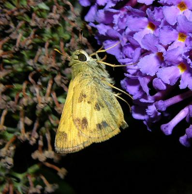 Whirlabout (Male)
