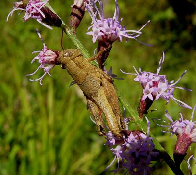 Unidentified Grasshopper