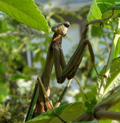 Chinese Mantid