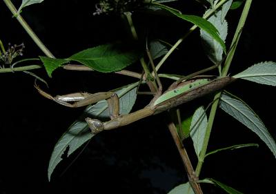 Chinese Mantid