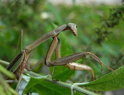Chinese Mantid