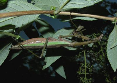 Chinese Mantid