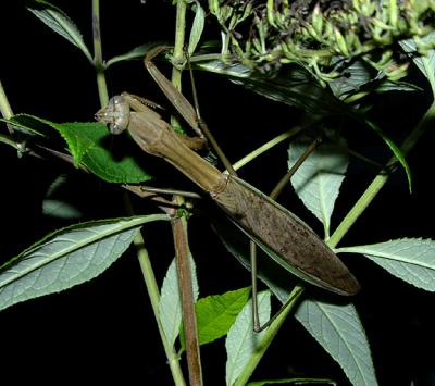 Chinese Mantid