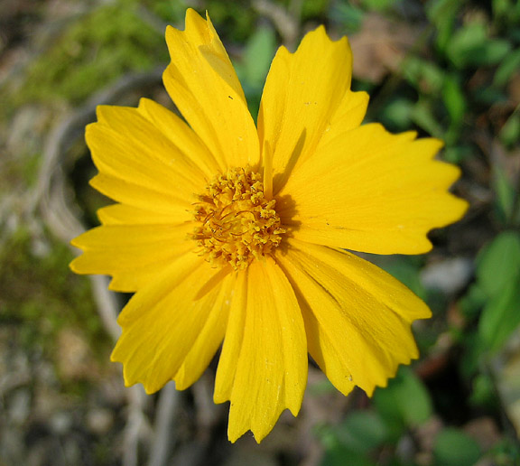 Coreopsis, Lanceleaf