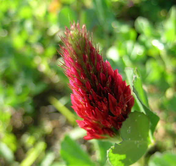 Clover, Crimson