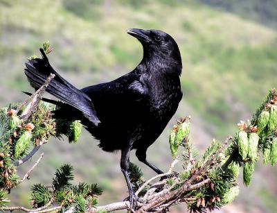 crow nepenthe.jpg