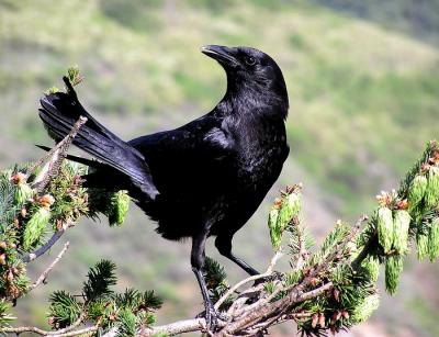 u42/lesliej/medium/27233336.crownepenthe.jpg