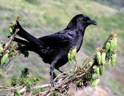 crow nepenthe 2.jpg