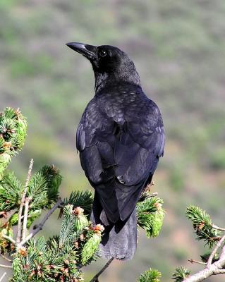 crow nepenthe 3.jpg