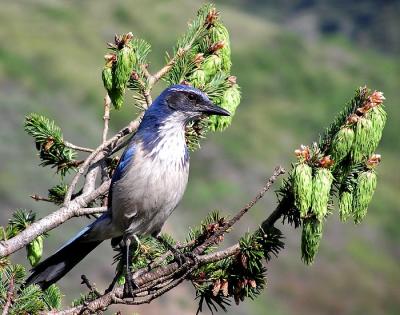 scrub jay nepenthe.jpg